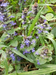 Ajuga reptans