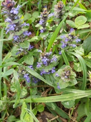 Ajuga reptans