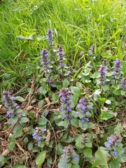 Ajuga reptans
