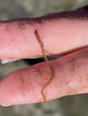 Heteromastus filiformis