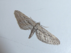 Eupithecia phoeniceata
