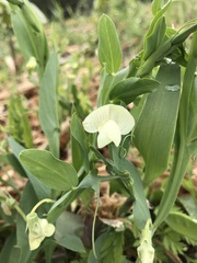 Lathyrus ochrus