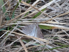 Theria rupicapraria