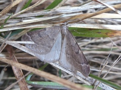 Theria rupicapraria