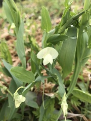 Lathyrus ochrus