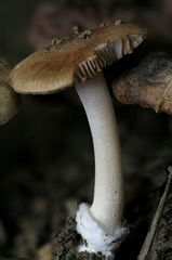 Inocybe occulta