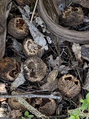 Morchella angusticeps