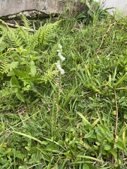 Spiranthes torta
