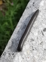 Ommatoiulus rutilans