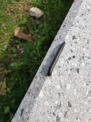 Ommatoiulus rutilans