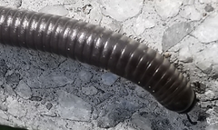 Ommatoiulus rutilans