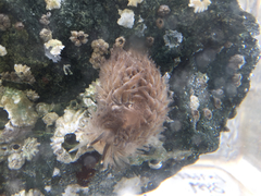 Aeolidia