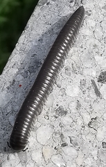 Ommatoiulus rutilans