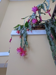 Schlumbergera buckleyi