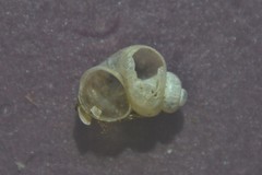 Bithynia leachii