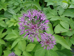 Allium rosenorum