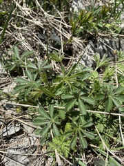 Potentilla sphenophylla