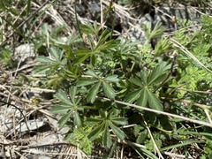 Potentilla sphenophylla