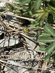 Potentilla sphenophylla