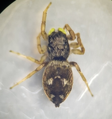 Heliophanus rufithorax