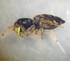 Heliophanus rufithorax