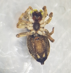 Heliophanus rufithorax