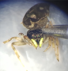 Heliophanus rufithorax