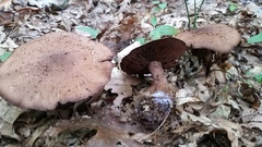 Cortinarius squamulosus