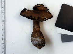 Cortinarius squamulosus