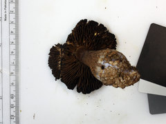 Cortinarius squamulosus