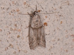 Myelopsis alatella