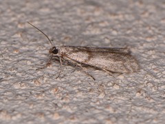 Myelopsis alatella