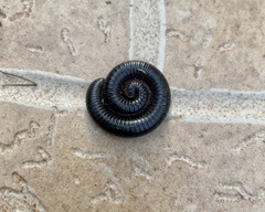 Archispirostreptus syriacus