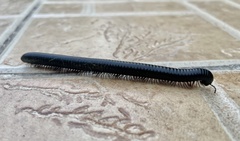 Archispirostreptus syriacus