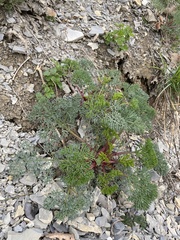 Seseli ponticum