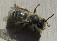 Andrena frigida