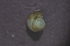 Bithynia leachii