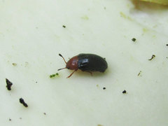 Triplax thoracica