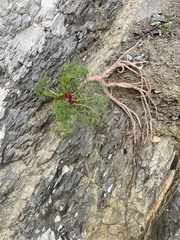 Seseli ponticum