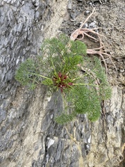 Seseli ponticum