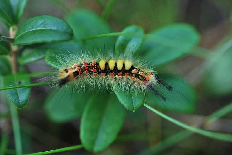 White Cedar Moth (Erebidae Moths of SW Australia) · iNaturalist