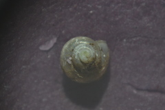 Bithynia leachii