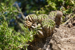 Echinopsis oxygona