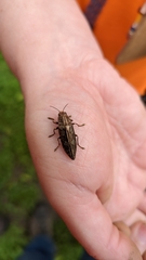 Texania campestris