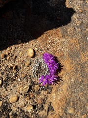 Conophytum minusculum