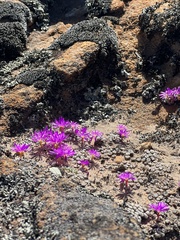 Conophytum minusculum