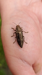 Texania campestris