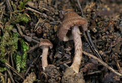 Inocybe cincinnata