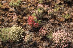 Eriogonum thymoides