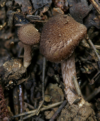 Inocybe cincinnata